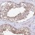 Immunohistochemistry-Paraffin: Abhd5 Antibody [NBP1-84506] - Immunohistochemical staining of human testis shows strong cytoplasmic positivity in cells in seminiferus ducts.
